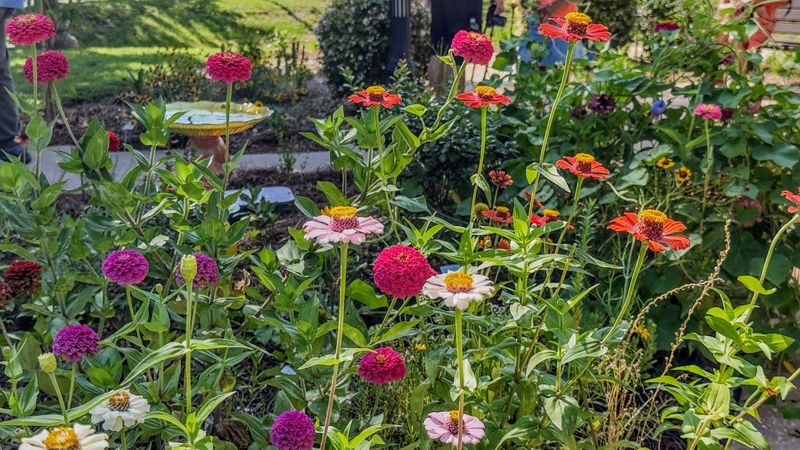 Leesburg in Bloom planted a Zinnia Elegans mix, vibrant annuals in vivid colors, perfect for the butterfly garden planted at the Leesburg Library on Thursday, June 25, 2026.