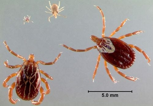 Comparison view of Gulf Coast tick before and after being engorged.