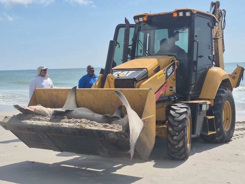 A dead hammerhead shark stretches beyond the width of an 89-inch-wide backhoe loader after being scooped off the sand at Atlantic Beach, Florida, on June 26, 2026. [Clayton Freeman/Florida Times-Union]