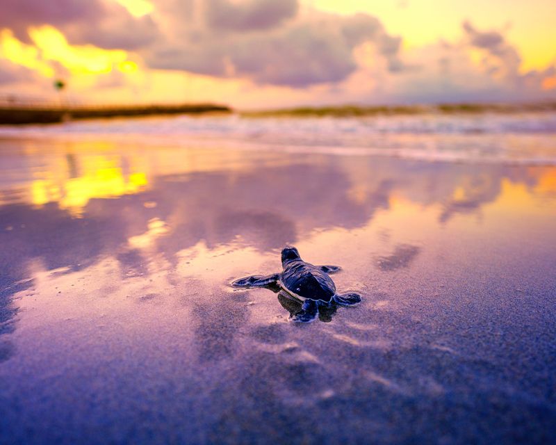 A sea turtle hatchling is seen in this undated photo