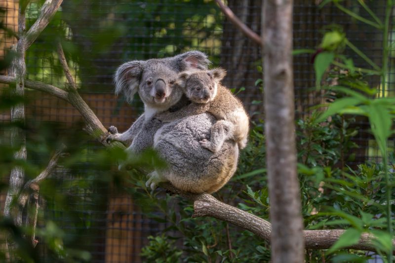 Koala Ellin and joey climbing together at the Palm Beach Zoo.