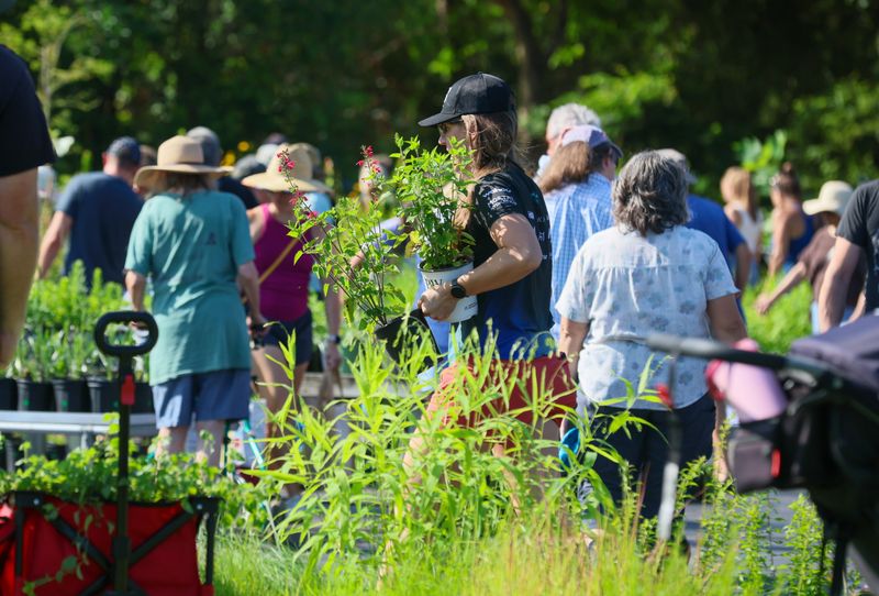 Native plant enthusiasts browse during the annual UF/IFAS Native Plant Sale on the University of Florida campus on June 27, 2026, in Gainesville. Hundreds attended the sale, offering more than 200 native species, with checkout lines stretching over an hour. The event continues June 28.