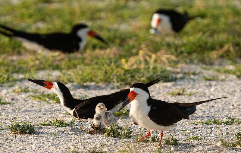 Black skimmer chicks are seen with a parent on the Sanibel Causeway on Saturday, June 27, 2026. A group of black skimmers and least terns are nesting on the causeway island.