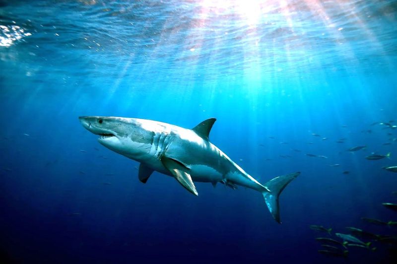 Arguably the most famous shark species, the white shark comes close to shore in Massachusetts to hunt seals.  Despite their fearsome reputation, humans are not normally on the menu