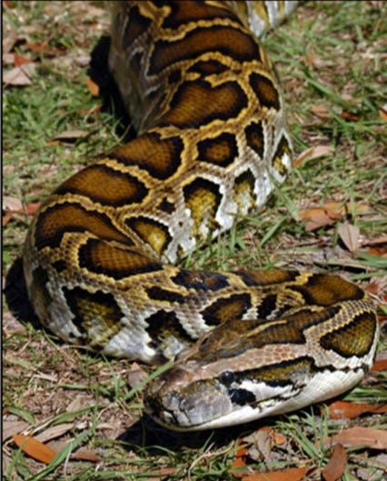Burmese python