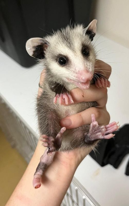 Florida Wildlife Hospital in Palm Shores is mourning the loss of "Blossom" the opossum.