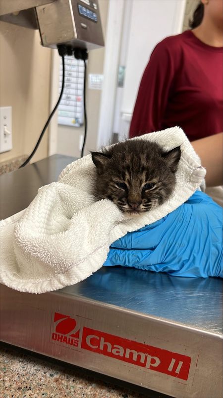 Ash the bobcat kitten is thriving in recovery at CROW after she was recovered from a brush fire in Southwest Florida. She is about 10-12 weeks old and weighs less than 3 pounds