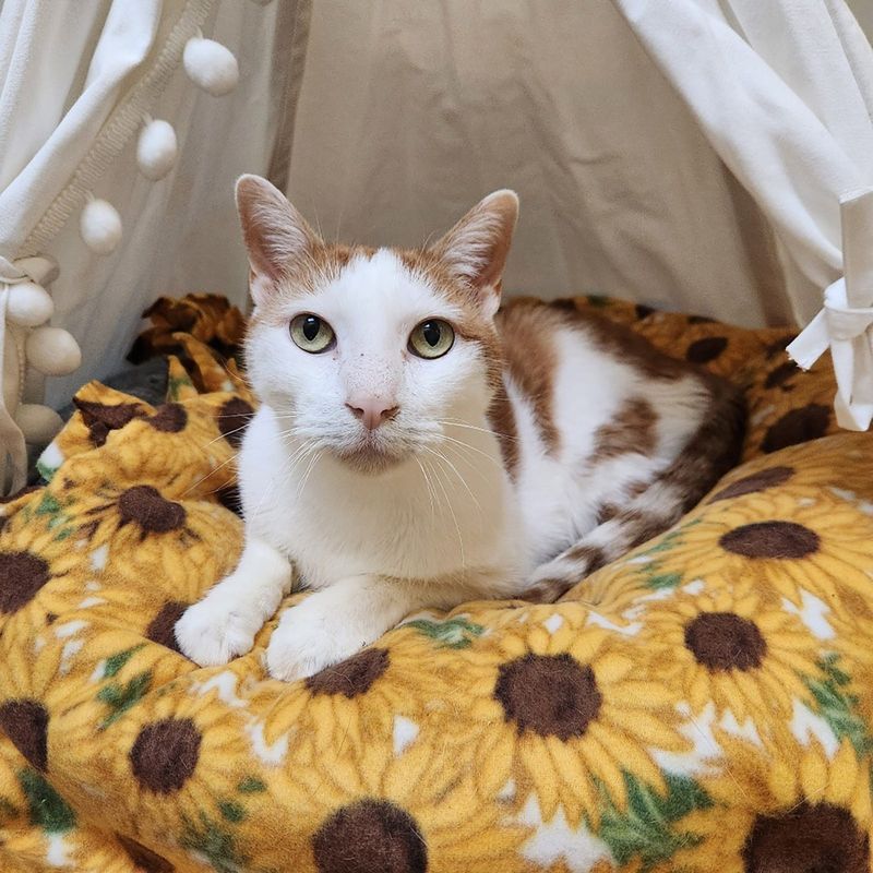 Roman, 15, has been waiting for a loving home for more than 760 days.