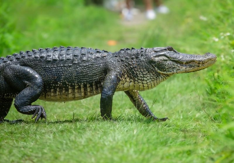 An alligator in Florida as photographed by Owen Lauer, who runs the Living With Gators Instagram page.