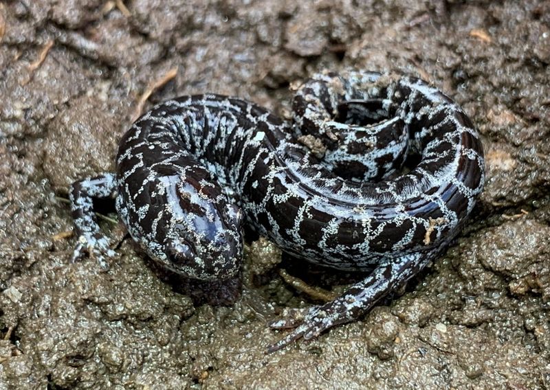 The frosted flatwoods salamander once occurred across much of the Southeast but now survives in only a handful of populations in Florida and Georgia.