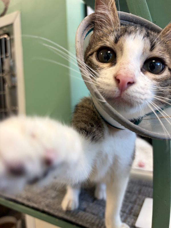 Sarasota County Animal Services Shelter is holding adoptions for dogs, cats and kittens.
