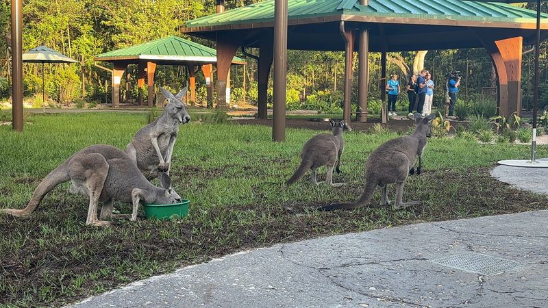 Disney's Animal Kingdom has opened Jumping Junction, a new walk-through wildlife experience featuring kangaroos and wallabies. The attraction gives guests an up-close look at the Australian marsupials while highlighting animal care and conservation.