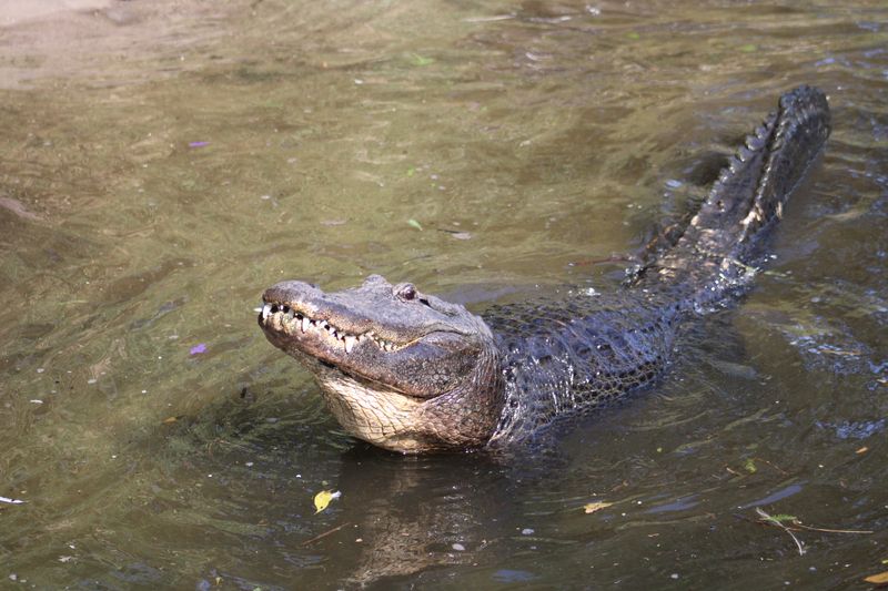 The Crocodilian Biology and Management Course at the St. Augustine Alligator Farm Zoological Park in northeast Florida, offers in-depth training to zoo and aquarium staff on safely managing crocodilians—ensuring the survival of endangered species in human care.