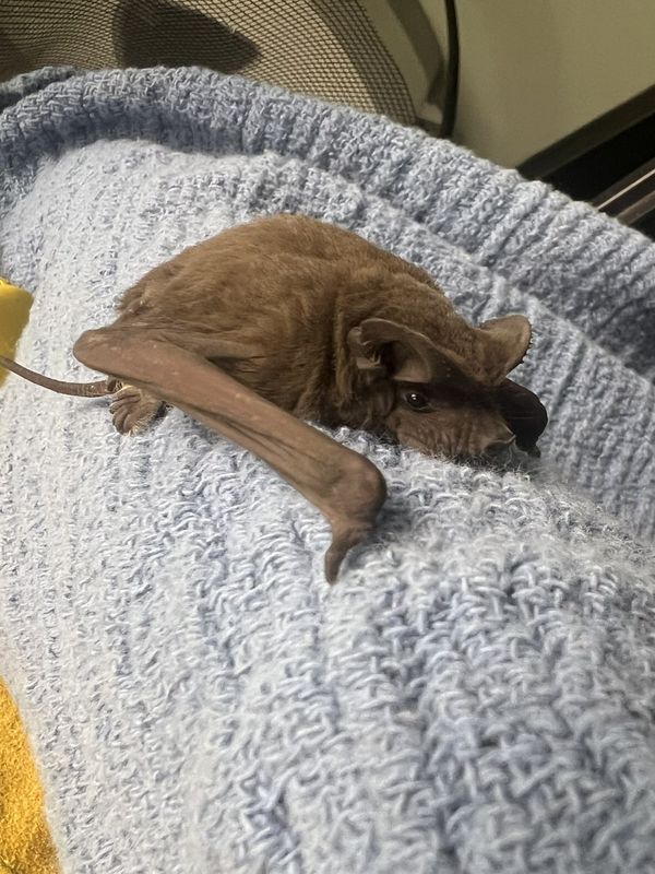 A Florida bonneted bat pup receives specialized care at Busch Wildlife Sanctuary after being found in Jupiter Farms