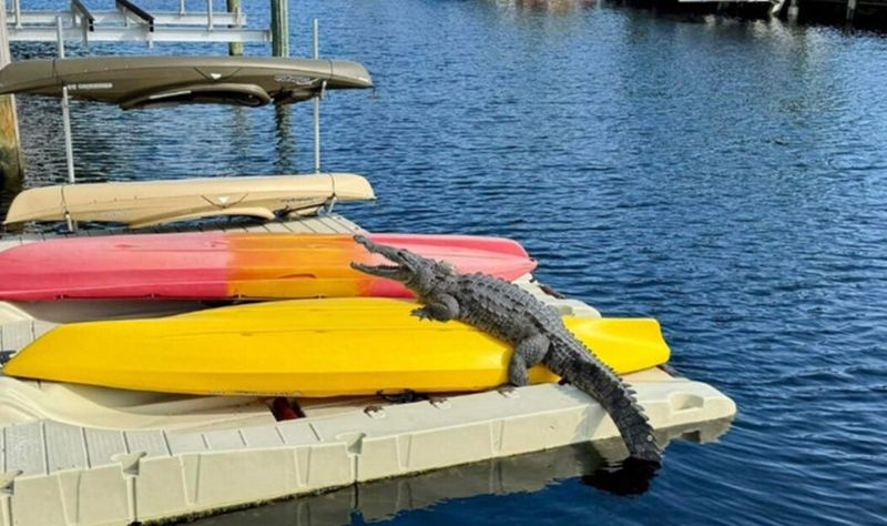 An American crocodile basking on kayaks in Broward County in February 2024. This crocodile is being tracked with a satellite transmitter as a component of ongoing research.