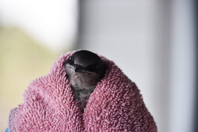 A purple martin is wrapped in a towel as it recovers from an injury at CROW.