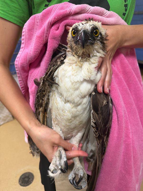 An adult osprey that was rescued from Cape Canaveral Air Force Base right around the time that the Blue Origin rocket exploded on May 28 is recovering at Florida Wildlife Hospital in Palm Shores. It's unknow if the rocket explosion or something else caused the bird's burns.