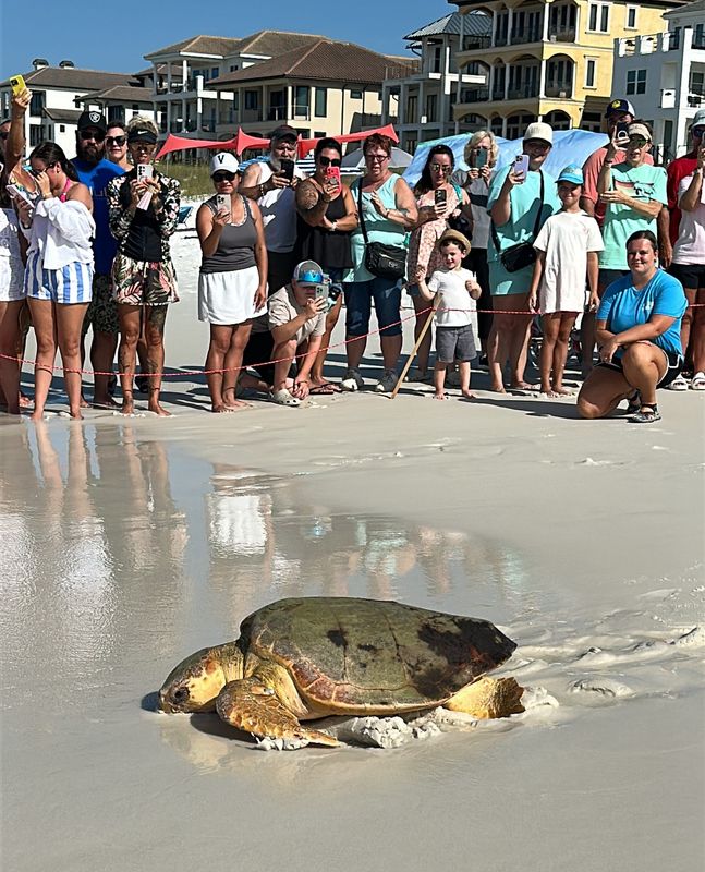 Ziti, a 126-pound loggerhead sea turtle, was the second to be released on July 24 at James Lee Park.
