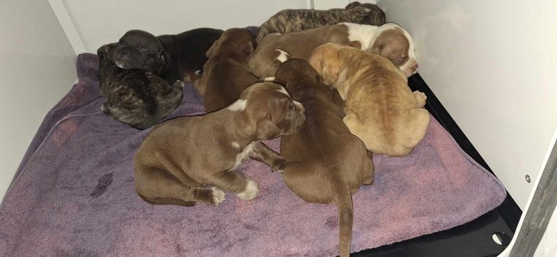 Puppies rescued from hot Palm Coast garage, Flagler deputies said.