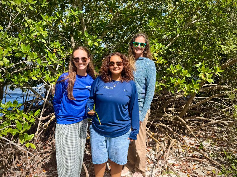 Devan Hildebrand, Valentina Gomez and Elizabeth Salewski, Ph.D., are part of the mangrove restoration project team at the Harbor Branch Seagrass Nursery.
