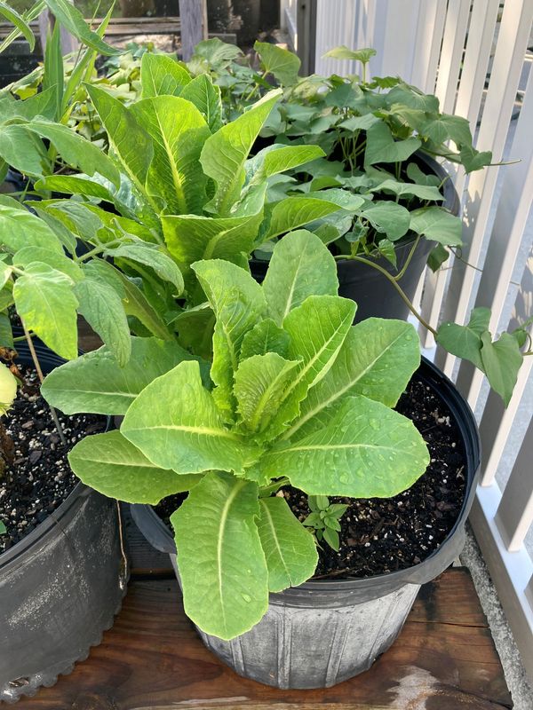 Home-grown lettuce helps you avoid cyclosporiasis, e. coli and other recalls. Lettuce can be grown in Florida during cooler months but it bolts during the heat of summer.