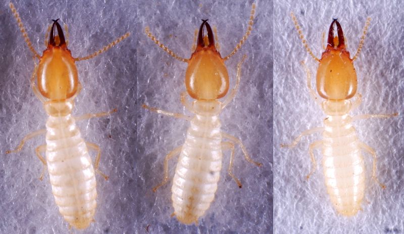 Can you tell the difference among the different species of termites? This image, featuring individuals from the termite soldier caste, is meant to highlight the similarities in appearance among the parental species, the Formosan subterranean termite (Coptotermes formosanus) and the Asian subterranean termite (Coptotermes gestroi), and their hybrids.
