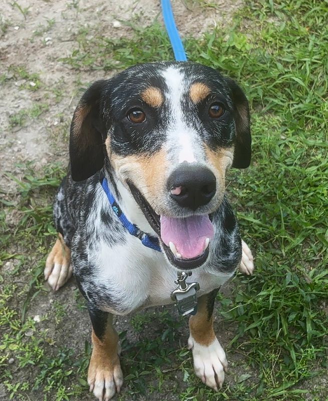 Patty Baker Humane Society Naples invites dog lovers to celebrate National Spoil Your Dog Day on Aug. 10 by treating an adoptable dog to a special day out.