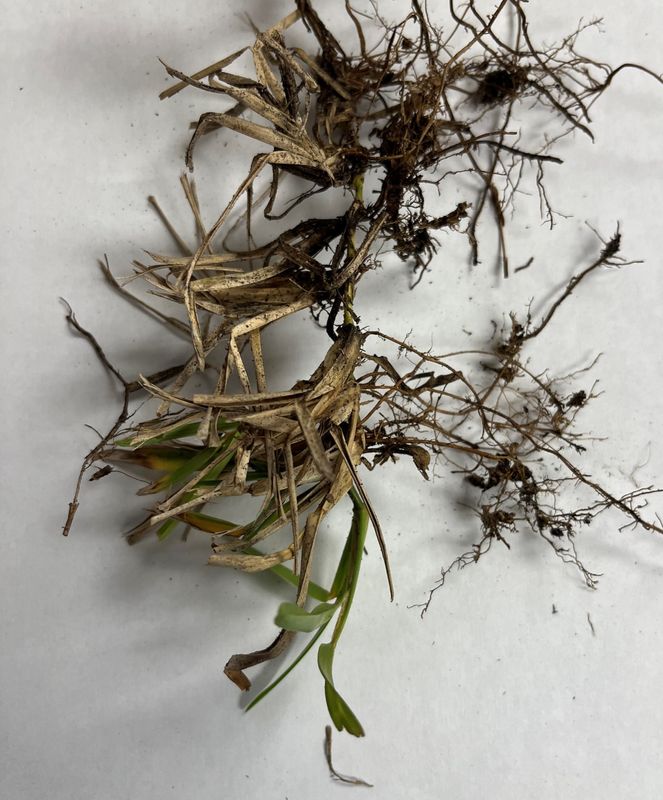 Notice the stunted, rotted and blackened roots in this sample of St. Augustine grass.