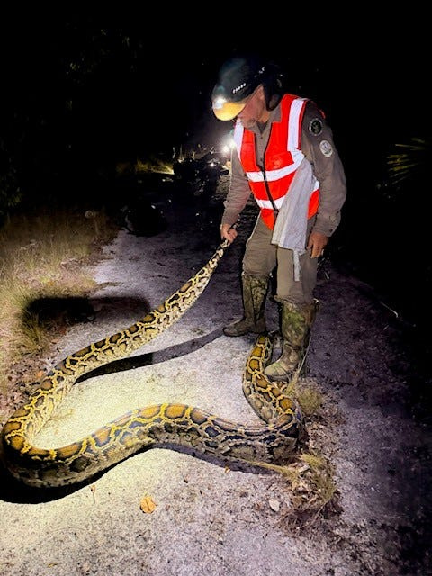 Tom Rahill of Lutz is seen here wrangling a Burmese python during the 2026 Florida Python Challenge. He was the ultimate grand prize winner (most snakes harvested). He turned in 96 of the invasive snakes he caught between July 10-19, 2026.
