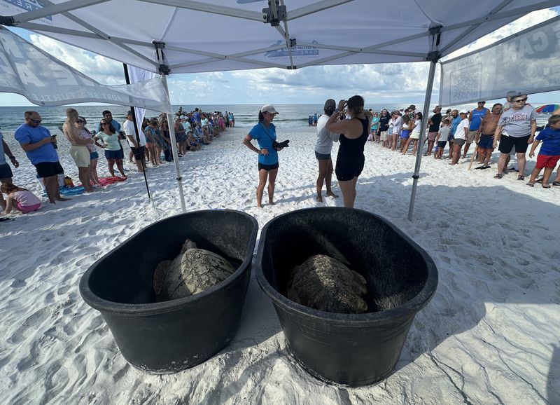 More than 200 gathered on the beaches at Inlet Beach Regional Access on Aug. 6 to watch as a couple of rehabilitated loggerhead sea turtles were released back into the Gulf.