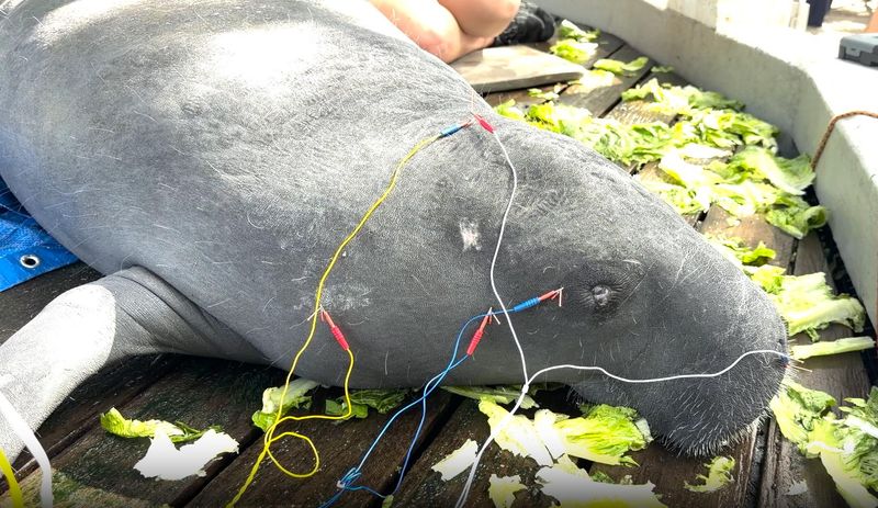 Sloth, a manatee under medical care at ZooTampa at Lowry Park, receives acupuncture to treat a chronic nerve condition.