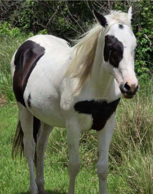 The St. Lucie County Sheriff's Office seeks help finding a horse it says was stolen in Port St. Lucie, Aug. 8, 2026.