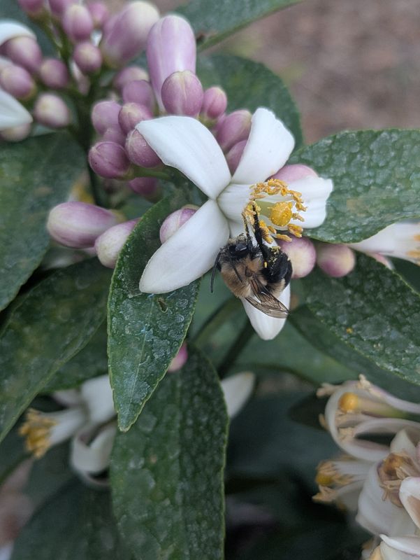 Bumblebee pollinates a lemon tree.