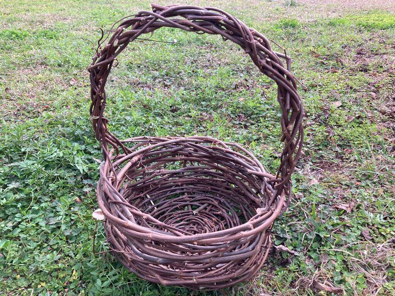 A completed vine basket with handle, constructed using thicker muscadine structural canes and woven flexible vines taken during late winter pruning. Structural vines arranged in a crisscross pattern and secured at the center, form the foundation for a simple muscadine vine basket.