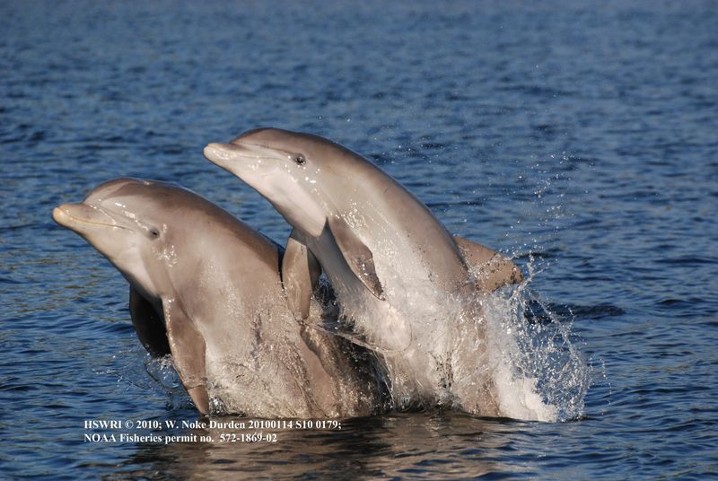 Some bottlenose dolphins live their entire lives in the Indian River Lagoon.