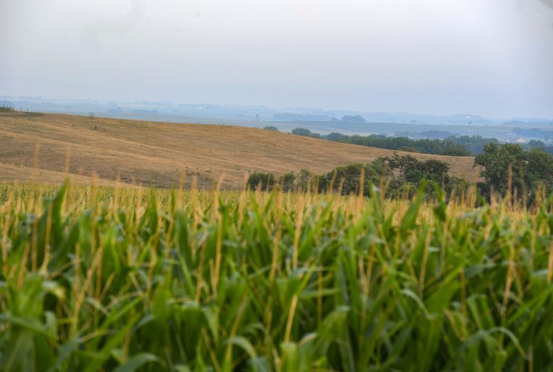 Corn grows in front of a poorly-growing hayfield due to drought on Tuesday, August 2, 2022, at Rehder Farms outside Hawarden, Iowa.