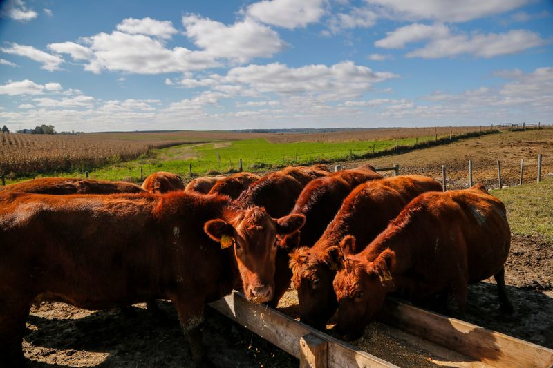 Red Angus beef cattle eat from a trough at a central Iowa farm in 2018.