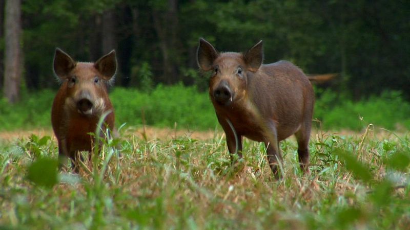 A small Iowa pig operation tested positive for pseudorabies, infected by pigs that were transported to the state from Texas. The pigs in Texas were housed outside and officials believe had contact with feral pigs, which can carry the disease.
