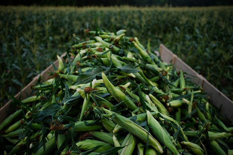 Picked corn sits piled in a trailer waiting to be sold at Penick's Sweet Corn stand on Highway 65/69 on Wednesday, July 1, 2015.