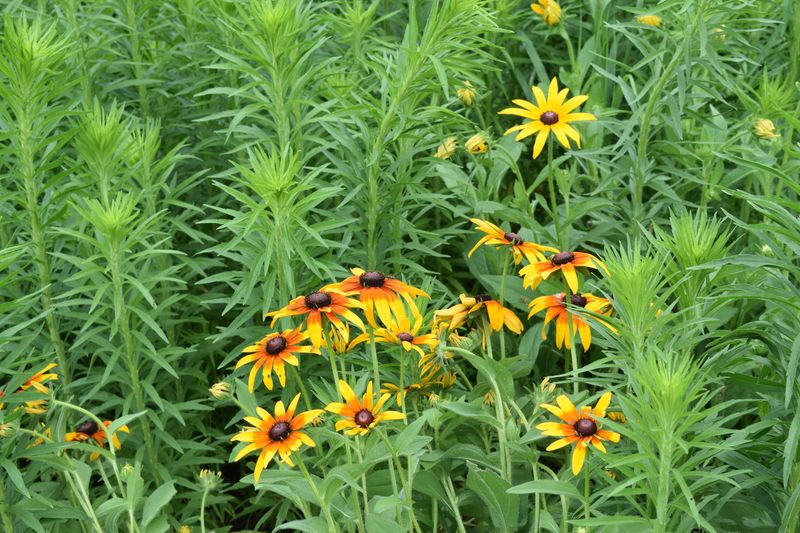 Washington farm Rob Stout is among the Iowa growers adding pollinator habitat to help the monarch butterflies. Environmental groups seek to have monarchs listed as an endangered species.