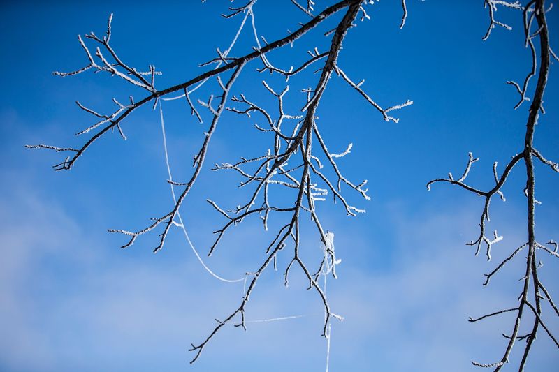 Rime ice coats tree branches and plants at the Dale Maffitt Reservoir on Wednesday, Feb. 3, 2021, near Cumming. The frost is caused by water droplets in fog freezing onto a surface.