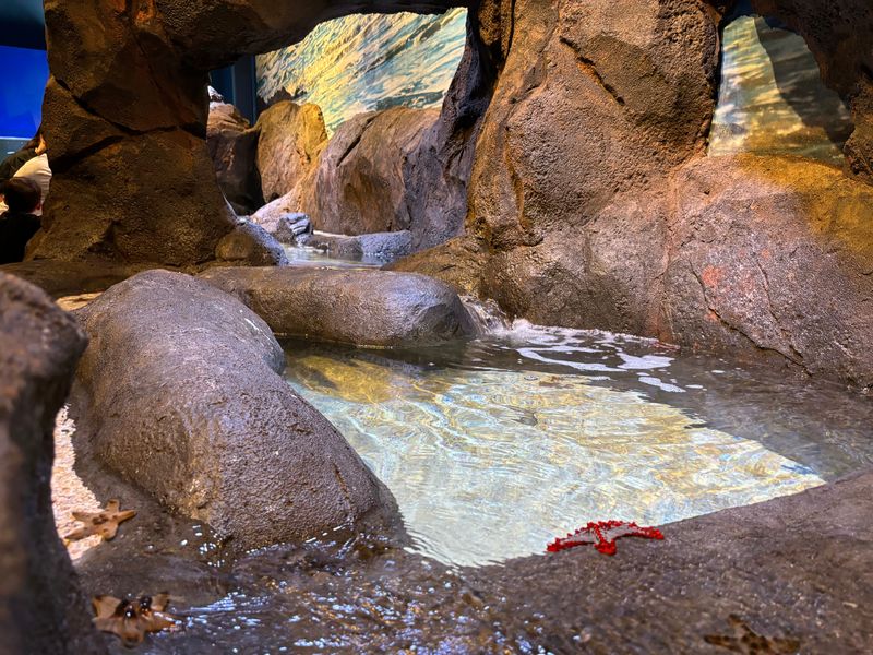 The first thing guests saw at Blue Zoo West Des Moines in 2024 was an interactive tide pool with dozens of starfish.