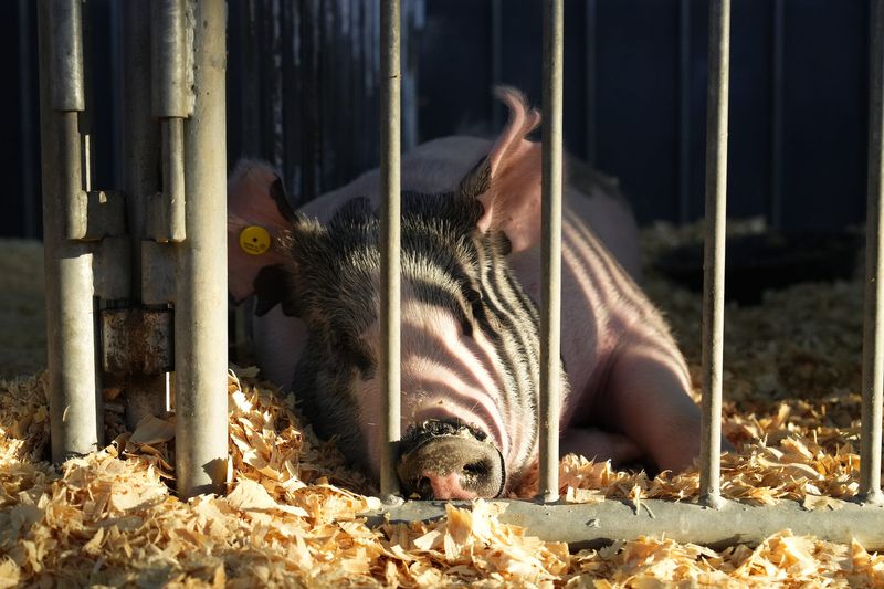 A pig in the Swine Barn at the Iowa State Fair on Saturday, Aug. 10, 2024.