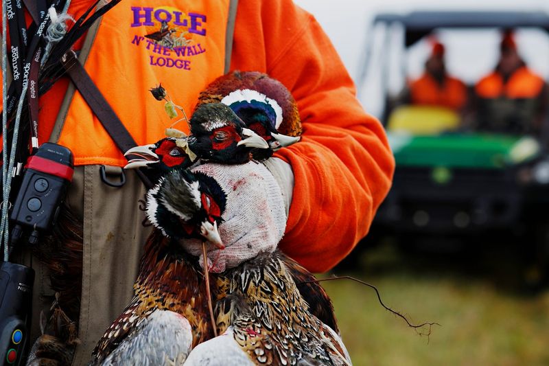 Dead pheasants wait to be picked up during a hunt at The Hole N the Wall Lodge on Saturday, October 31, 2015, in Akron, Iowa.
