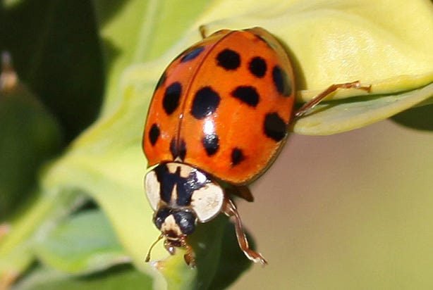 The multicolored Asian lady beetle also likes to come inside for winter.
