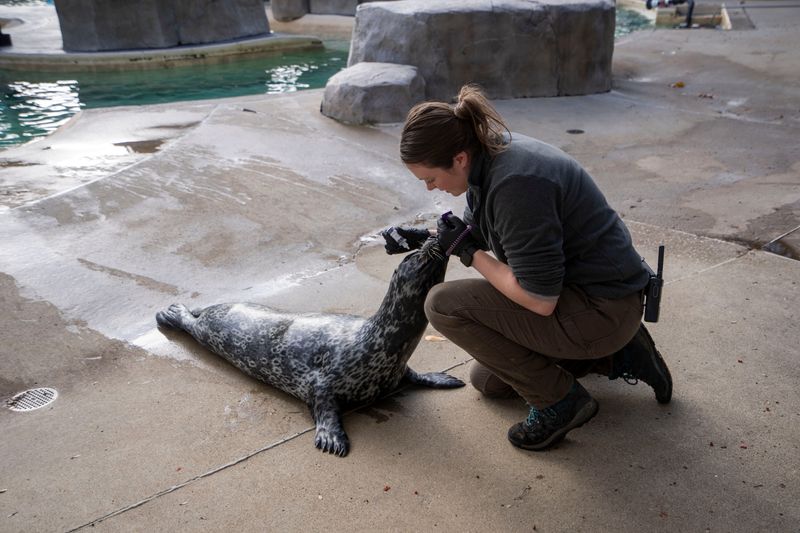 Allison Colle trains Ross the harbor seal at Blank Park Zoo on Friday, Nov. 22, 2024, in Des Moines.