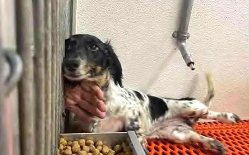 A dog at Wuanita Swedlund’s kennels in Farmington, Iowa, as photographed by U.S. Department of Agriculture inspectors