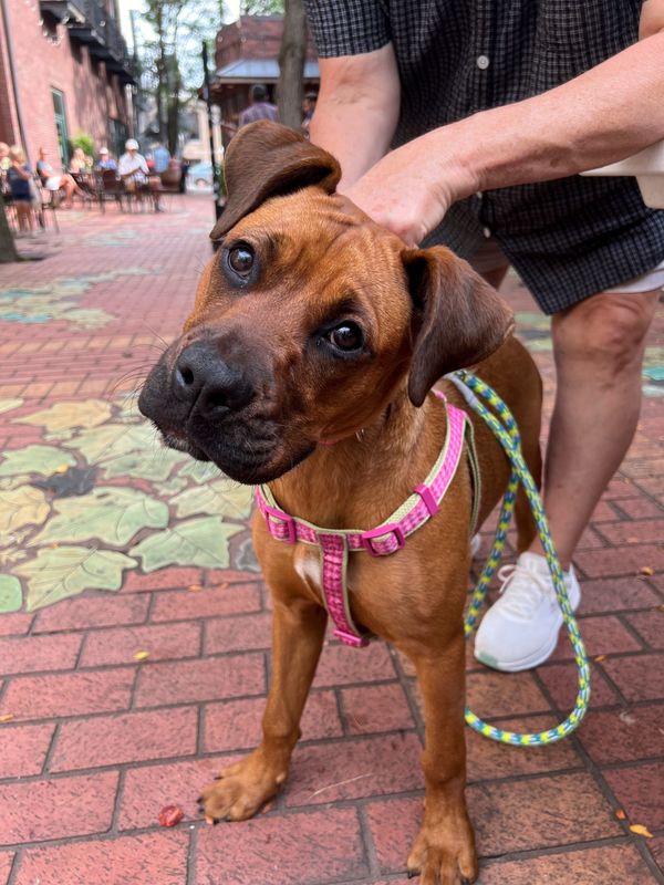 A pup is pictured during Rock the Barkyard on July 10, 2025, in Soumas Court in Perry. The event helped raise funds for the Raccoon River Pet Rescue.