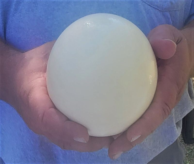 Tony Wall holds an ostrich egg.