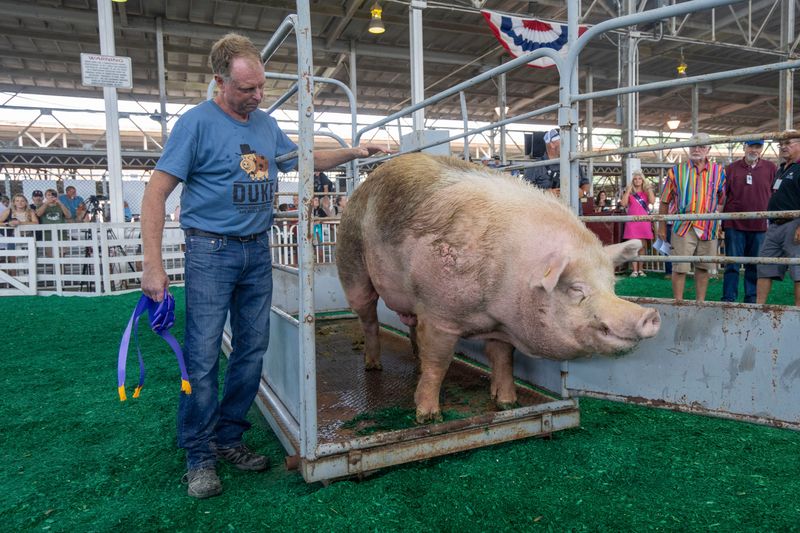 Duke and owner Bryan Britt win the Big Boar contest with a weigh-in of 1,268 lbs during the first day of the Iowa State Fair on Aug. 7, 2025, in Des Moines.